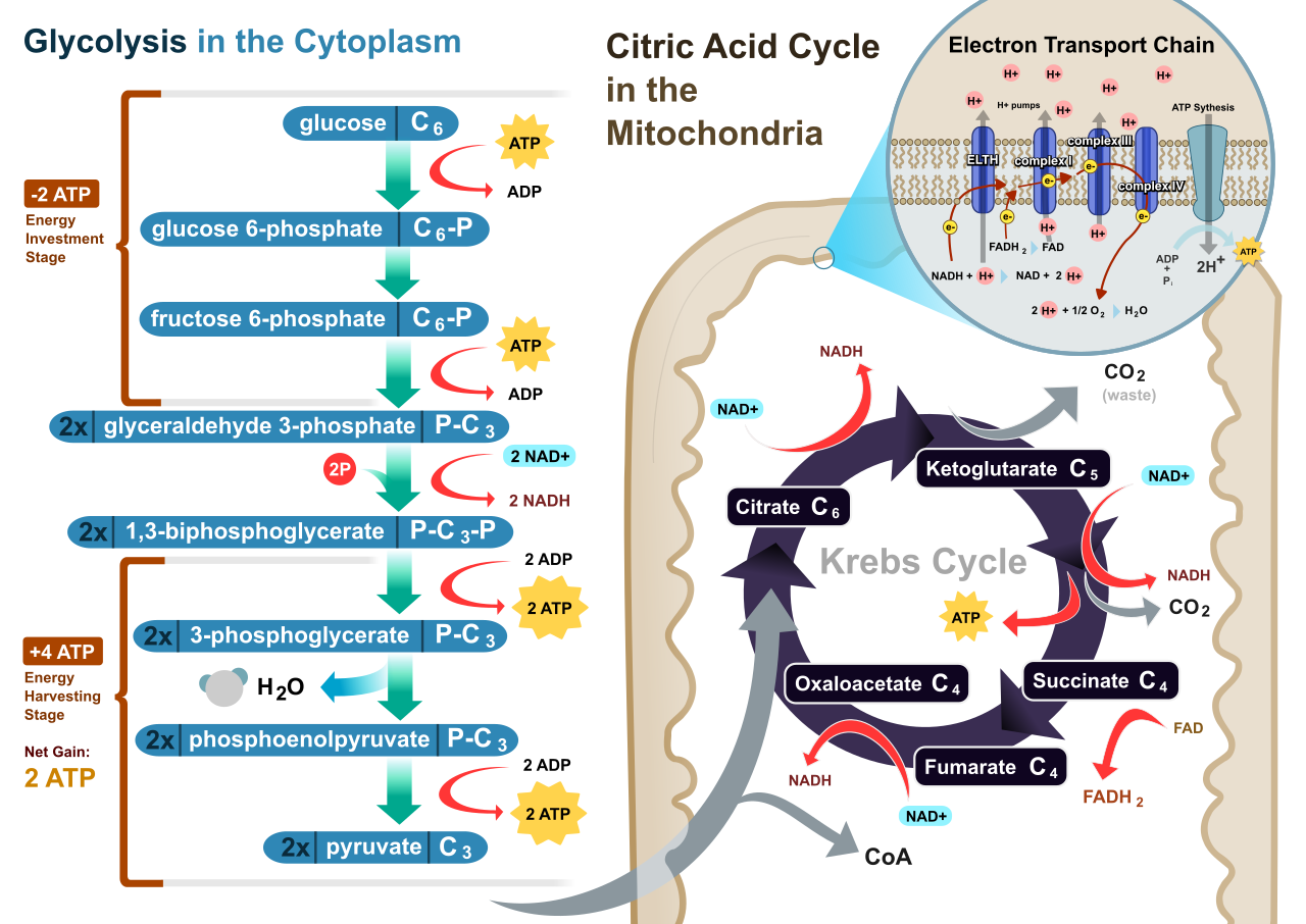 An overview of aerobic cellular respiration, illustrating the transition from cytoplasmic glycolysis to the interconnected mitochondrial pathways.