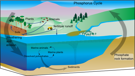 Unlike carbon and nitrogen, the phosphorus cycle lacks a significant atmospheric phase. It relies primarily on the slow geological weathering of sedimentary rocks to release phosphates into the soil and water.