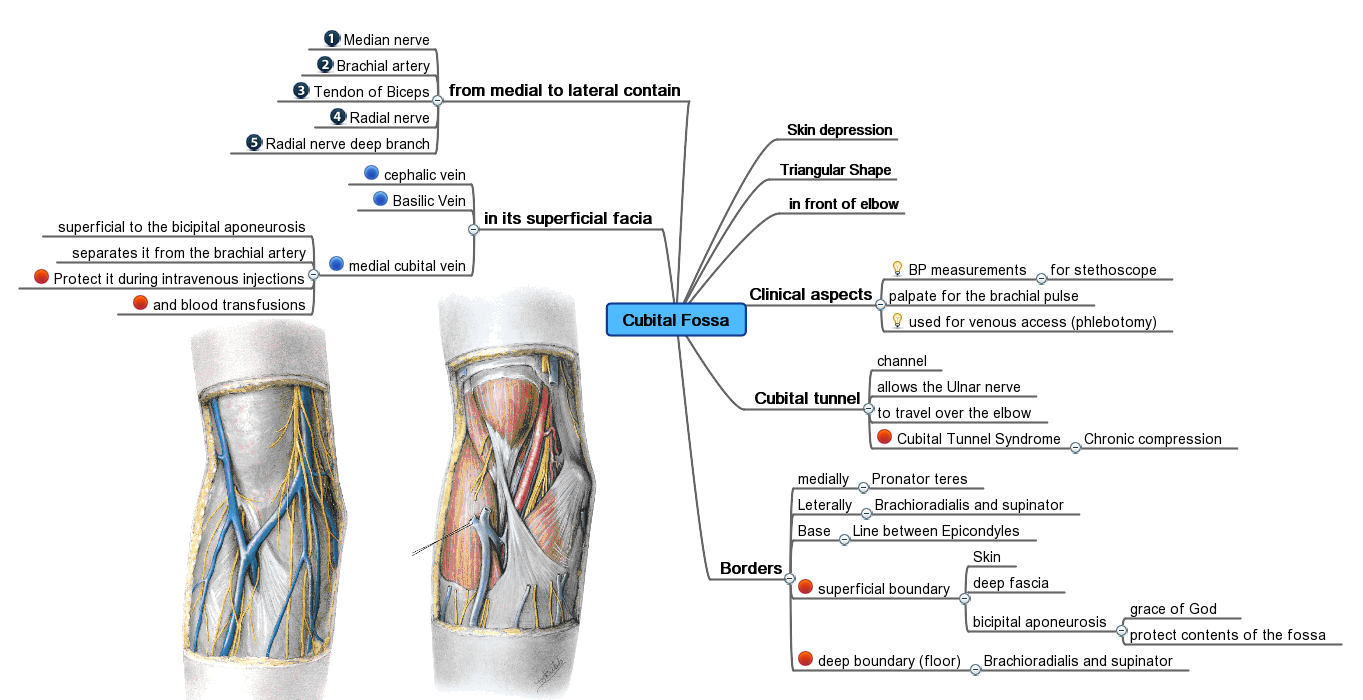 Mind maps visually organize elicited requirements by branching related sub-components outward from a single core concept, illustrating hierarchical relationships.