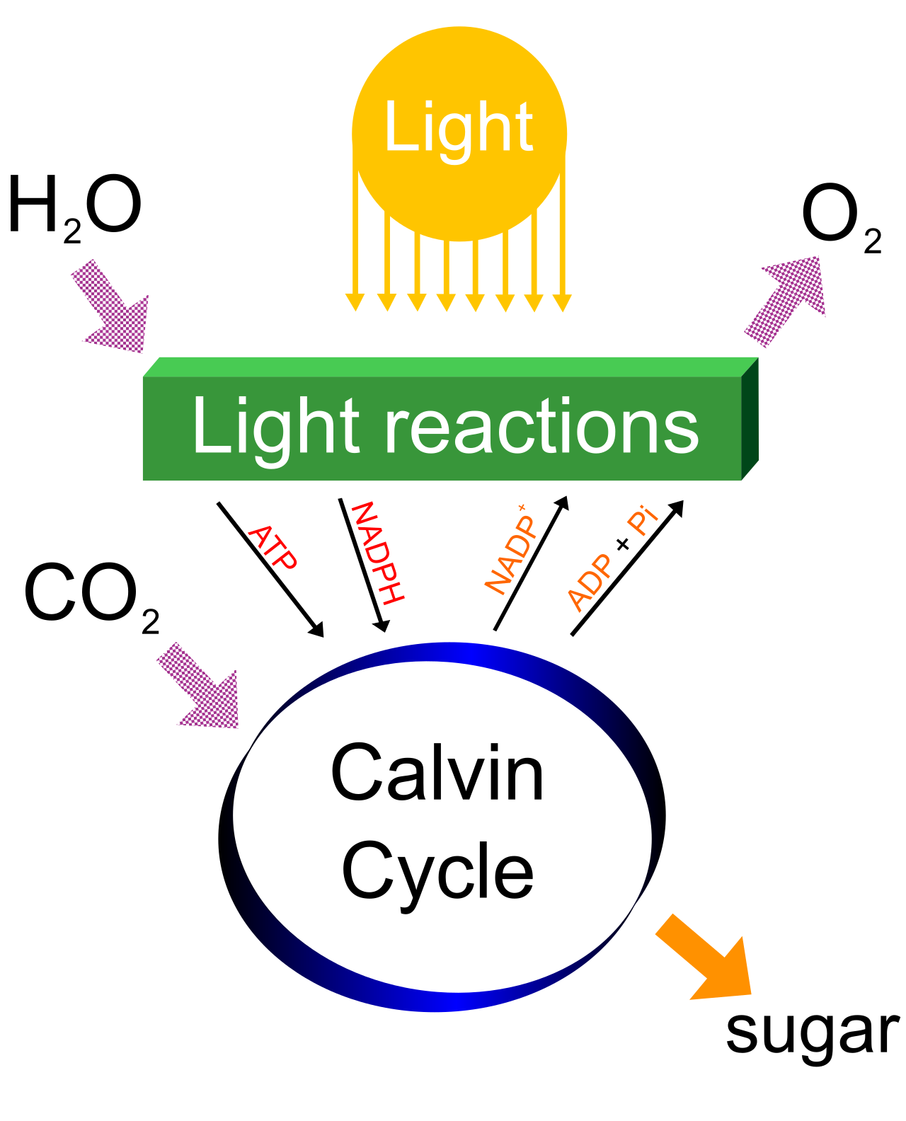 Domain-specific Tier 3 vocabulary, such as "photosynthesis," represents complex scientific processes that require explicit instruction and visual modeling to fully comprehend.