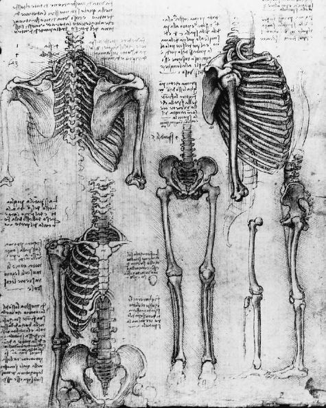 Much like an anatomical skeleton, an effective summary provides the fundamental structural support of a text without the outward, aesthetic details.