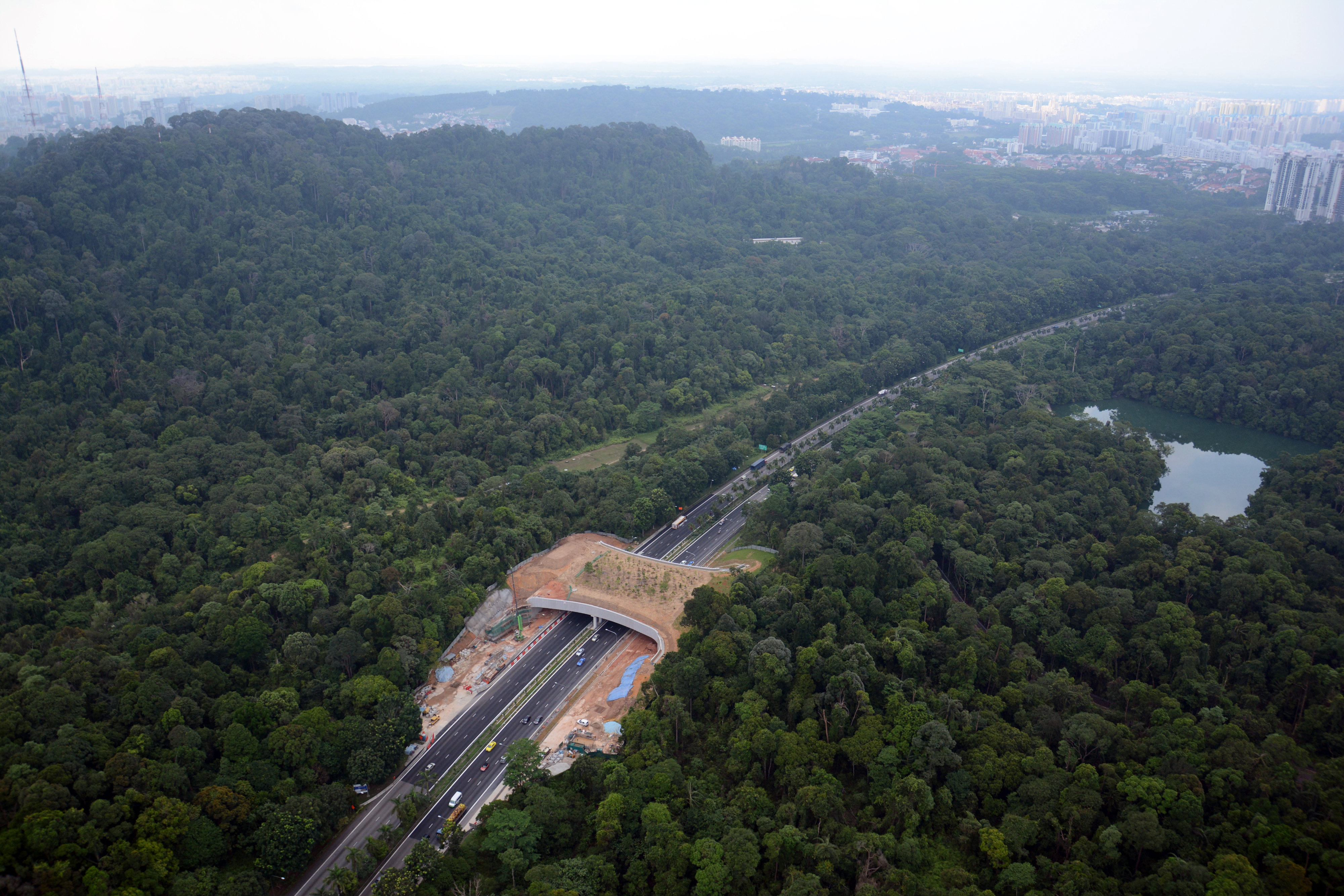 An engineered wildlife corridor in Singapore safely connects fragmented habitat patches across a major highway, mitigating edge effects and promoting genetic exchange.