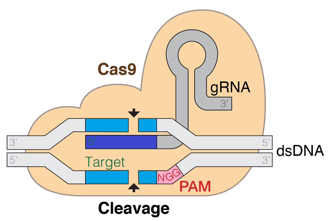 The CRISPR-Cas9 genome-editing complex utilizes a customizable guide RNA (gRNA) to identify the specific target DNA sequence, directing the Cas9 nuclease to create a highly precise double-strand break.