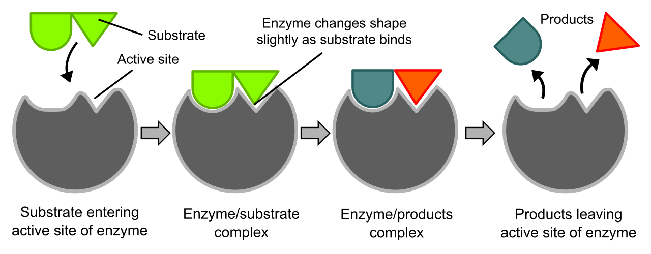 The induced fit model demonstrates how an enzyme dynamically adjusts the shape of its active site to securely bind a specific substrate molecule, catalyze the reaction, and subsequently release the products.