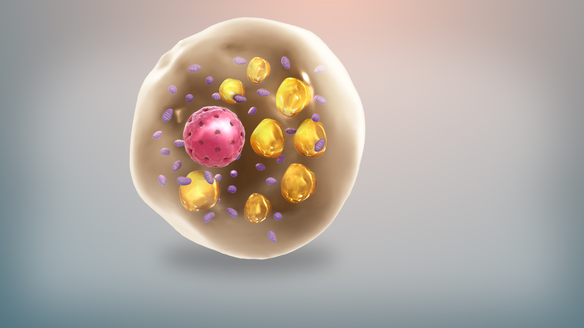 Microscopic view of brown adipose tissue, which is highly vascularized and metabolized by neonates for non-shivering thermogenesis.