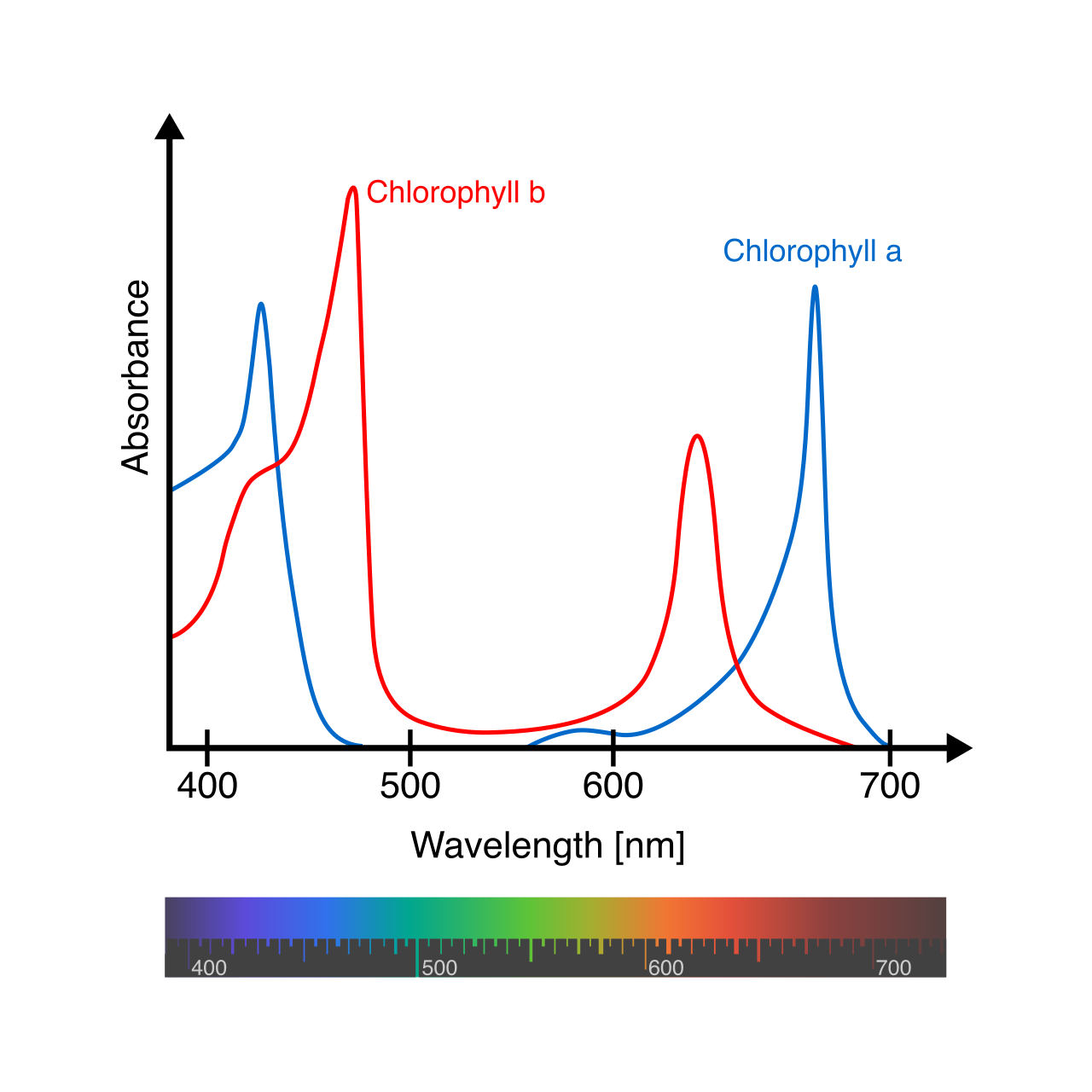 The absorption spectra of chlorophyll a and b. These pigments act as solar antennas, primarily absorbing high-energy blue and red wavelengths while reflecting the green light we see.