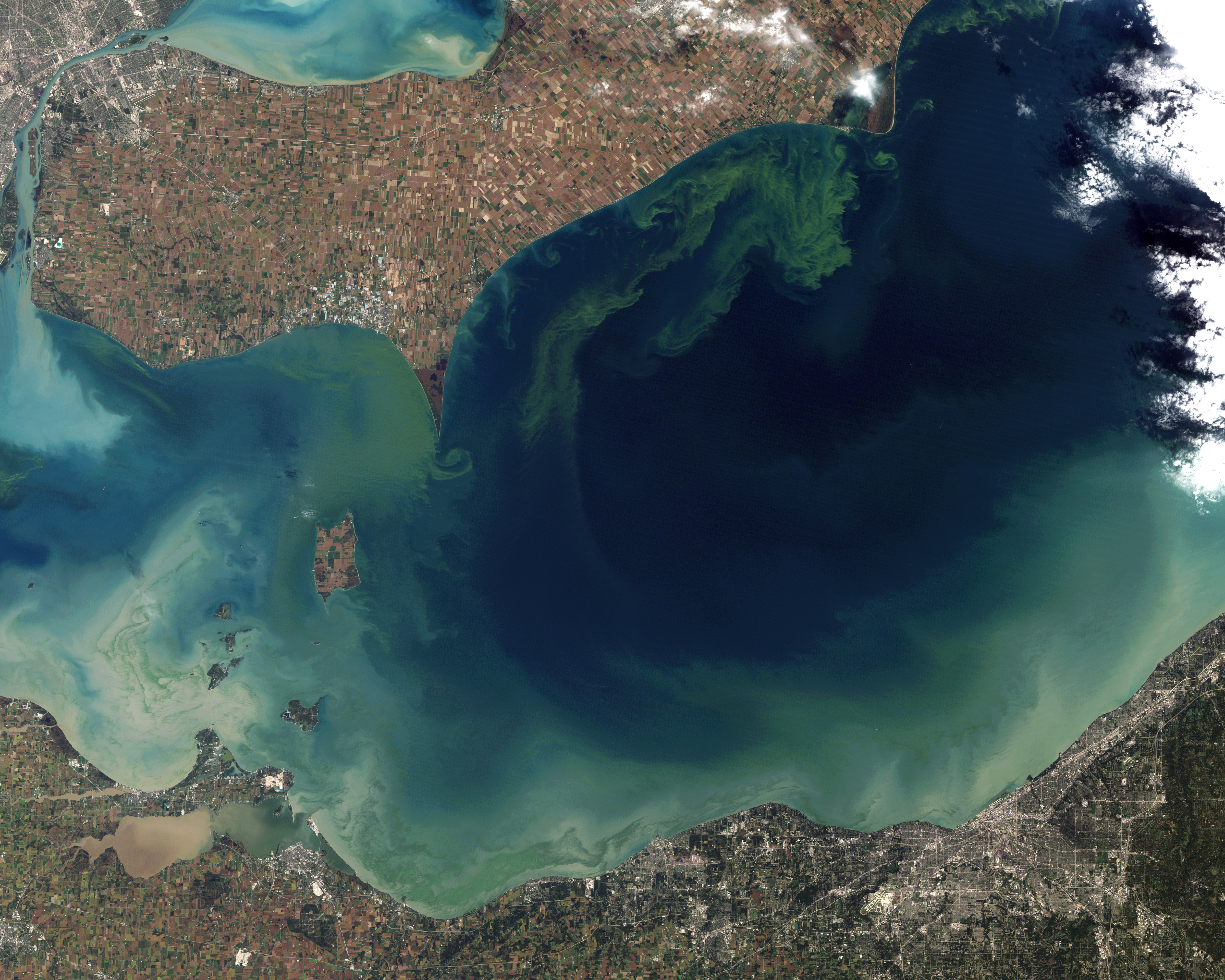 A massive algal bloom in Lake Erie visible from space. These blooms are frequently triggered by excess phosphorus runoff from agriculture, leading to severe eutrophication and aquatic dead zones.