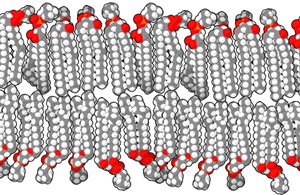 A cross-section of a fluid lipid bilayer representing the microscopic cellular barriers that a drug molecule must cross to enter or exit the systemic circulation.