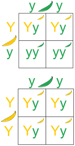 A test cross reveals an unknown dominant genotype. By crossing the unknown with a homozygous recessive individual, the presence of any recessive offspring definitively proves the unknown parent is heterozygous.