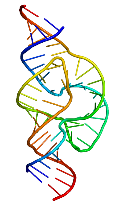 The three-dimensional architecture of a hammerhead ribozyme. While most biological catalysts are proteins, certain RNA molecules like this one can fold into highly specific shapes to catalyze chemical reactions.