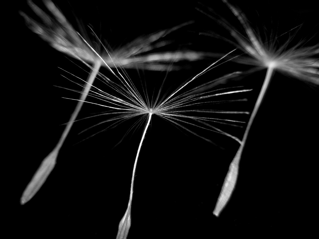 Lightweight seeds, such as those of the dandelion, are equipped with parachute-like structures that catch the wind, allowing them to disperse over long distances.