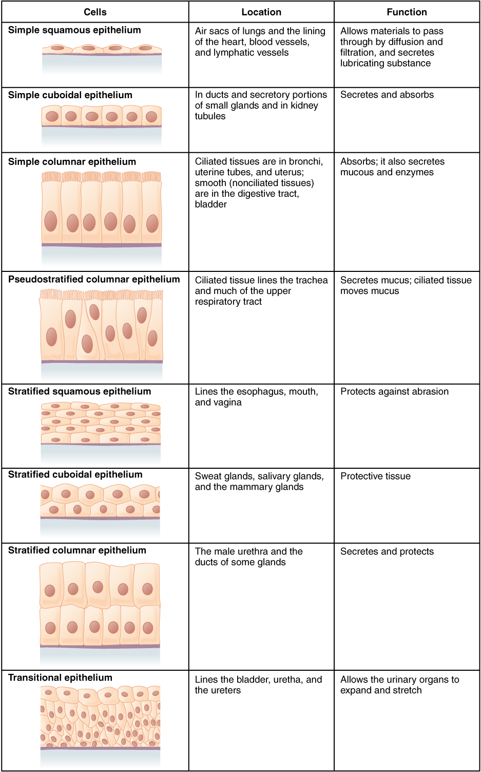 Epithelial tissues are classified by the number of cell layers (simple or stratified) and the shape of the cells (squamous, cuboidal, or columnar).