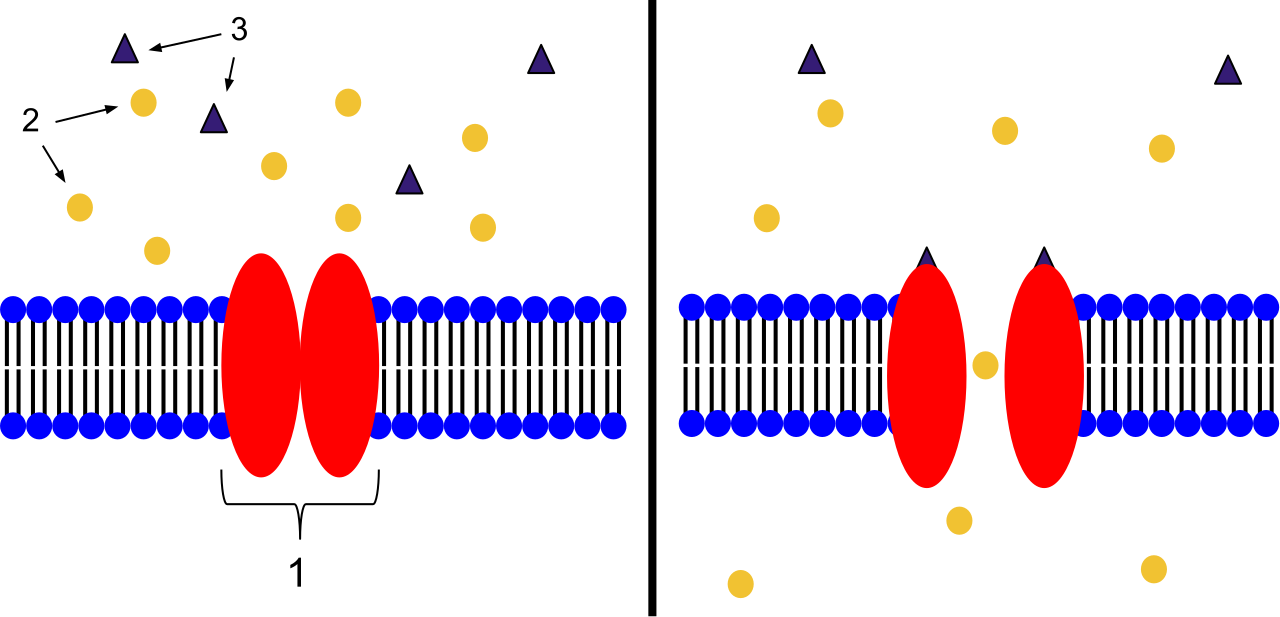 Ligand-gated ion channels undergo a conformational change when a specific ligand binds, opening a pore that allows targeted ions to rush across the plasma membrane.