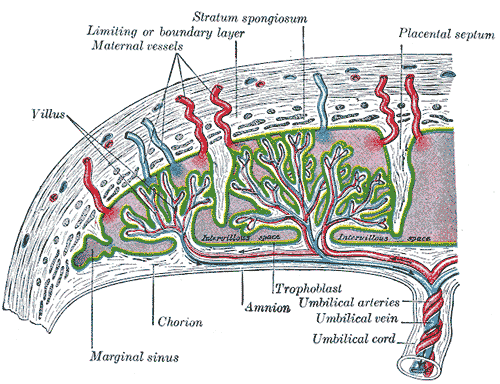 Diagram of the placenta showcasing how maternal blood fills the intervillous space, enabling vital hemodynamic and biochemical exchange between the mother and fetus.