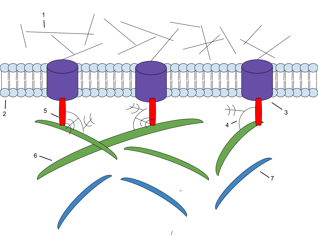 The extracellular matrix of an animal cell, showing collagen fibers and proteoglycans linked to internal microfilaments via transmembrane integrin receptors.