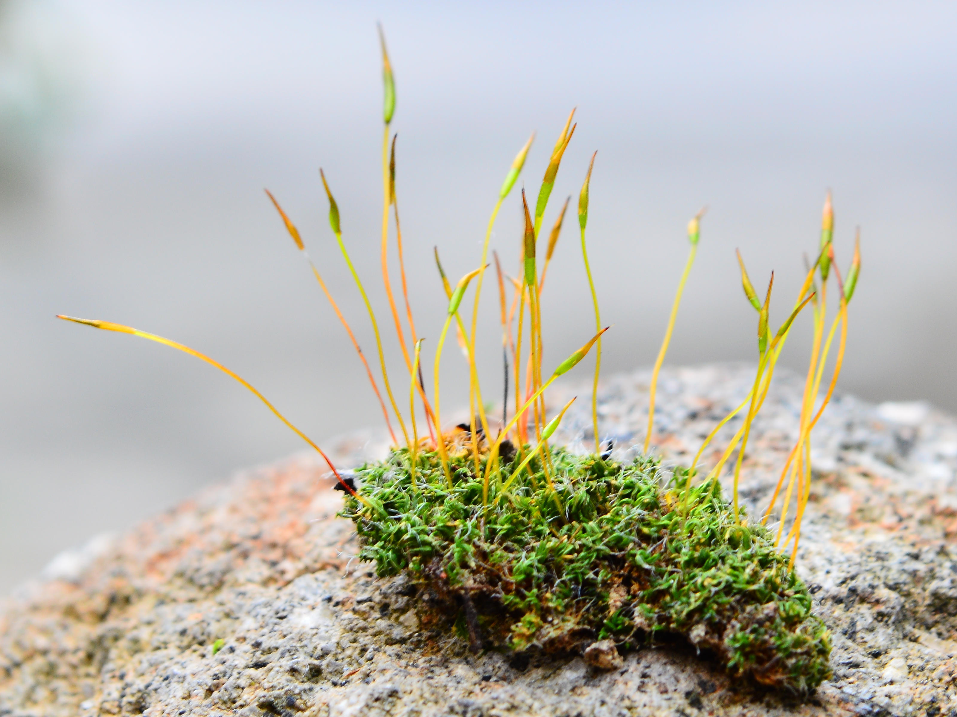 A patch of moss visibly demonstrating the alternation of generations: the leafy, green base is the dominant haploid gametophyte, while the brown, stalk-like structures are the diploid sporophytes.