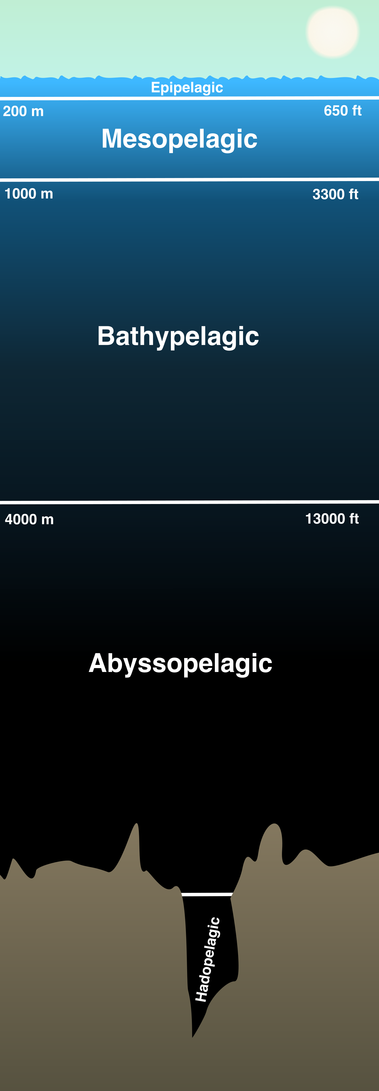The major oceanic zones are classified by depth and sunlight penetration, defining the physical limits for marine photosynthetic producers.