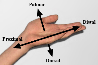 Anatomical surfaces of the hand: The dorsal (back) surface is thinnest and best for assessing temperature, while the ulnar and palmar surfaces possess the optimal mechanoreceptors for detecting vibration.