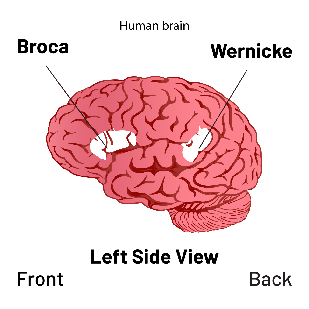 Broca's and Wernicke's areas are critical neural centers for expressive and receptive language processing, respectively. SLPs design interventions when these functional areas are impaired.