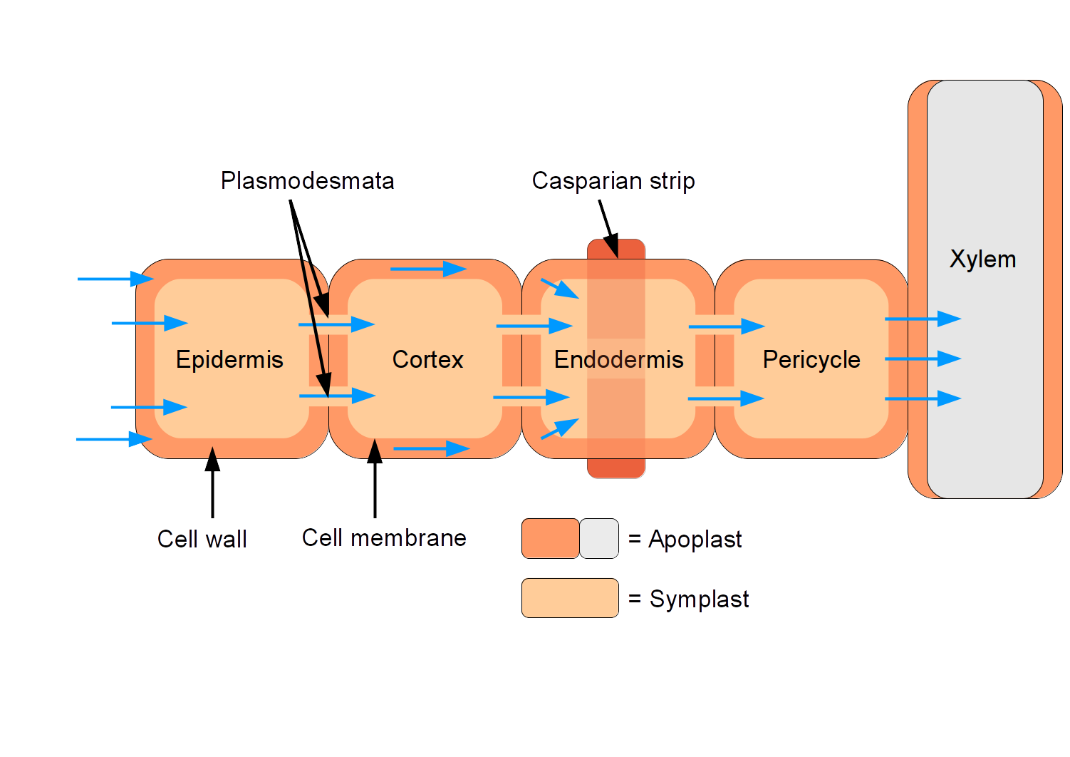 Cross-section diagram of a root illustrating the function of the Casparian strip. This waxy band forces incoming water and dissolved minerals out of the apoplastic pathway and across a selectively permeable cell membrane (symplastic pathway) before entering the vascular tissue.
