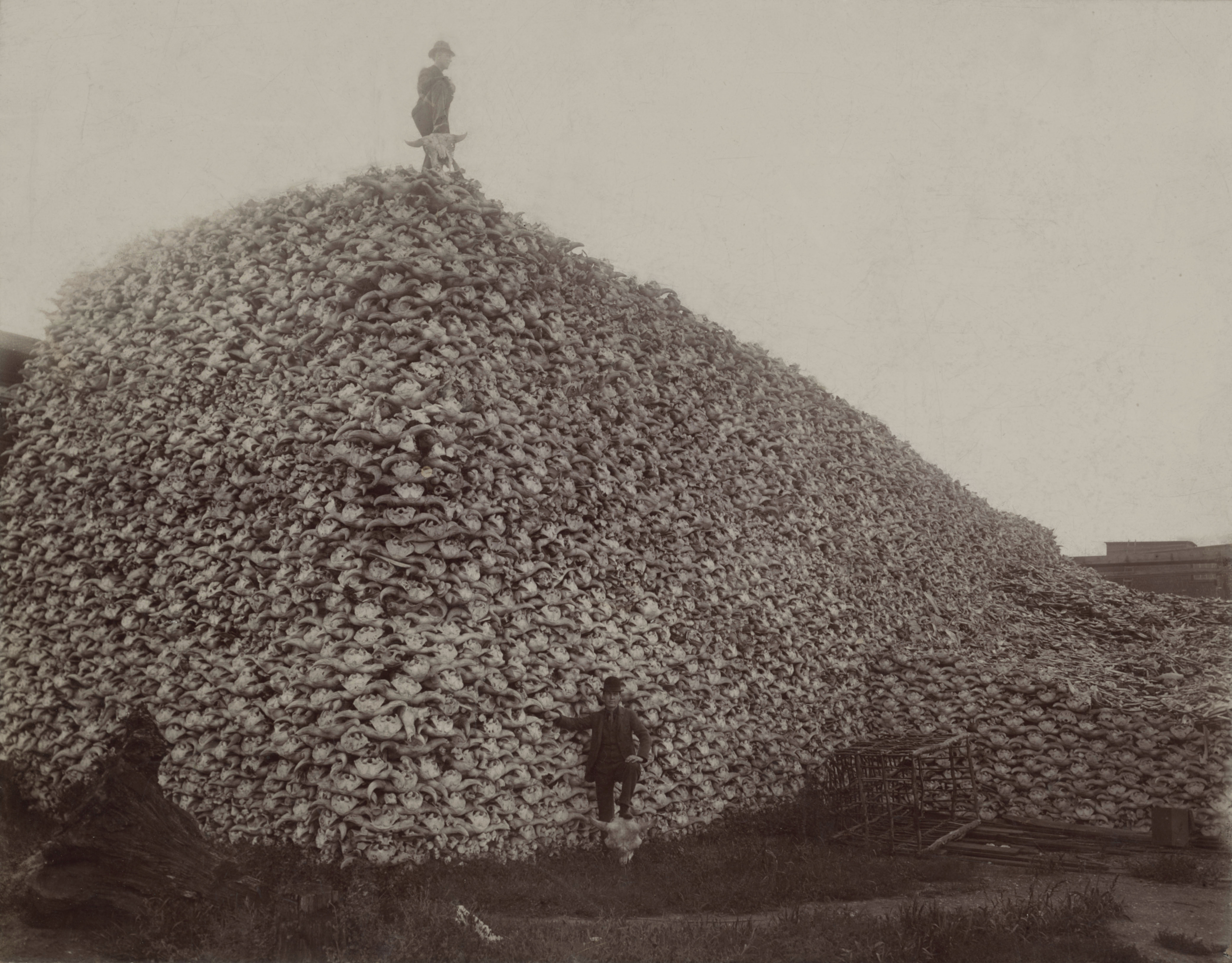 A mountain of bison skulls photographed in the 1870s. The systematic slaughter of millions of bison functioned as ecological warfare designed to decimate the primary food source of Plains Indian tribes.