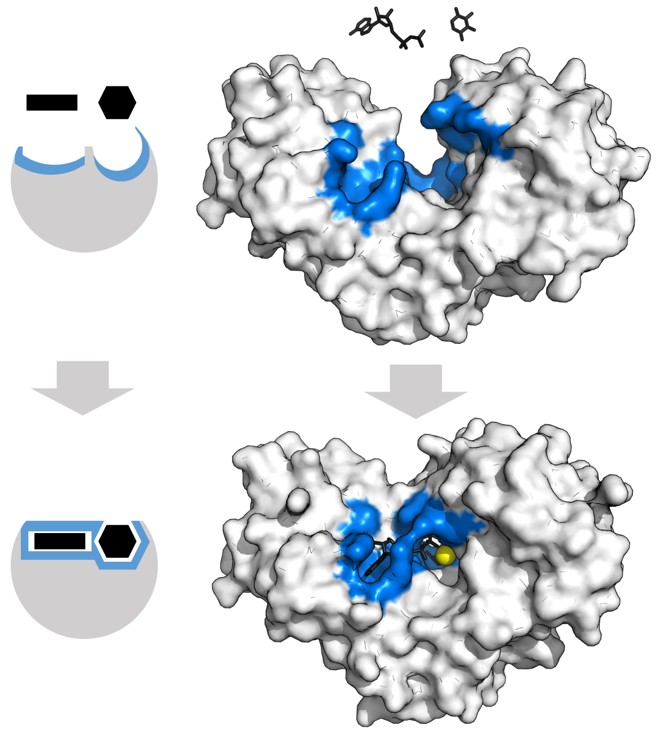 The induced fit model demonstrated by the enzyme hexokinase. Upon binding to its substrates (black), the enzyme's active site undergoes a significant conformational change to enclose them, forcing them into a more reactive state.