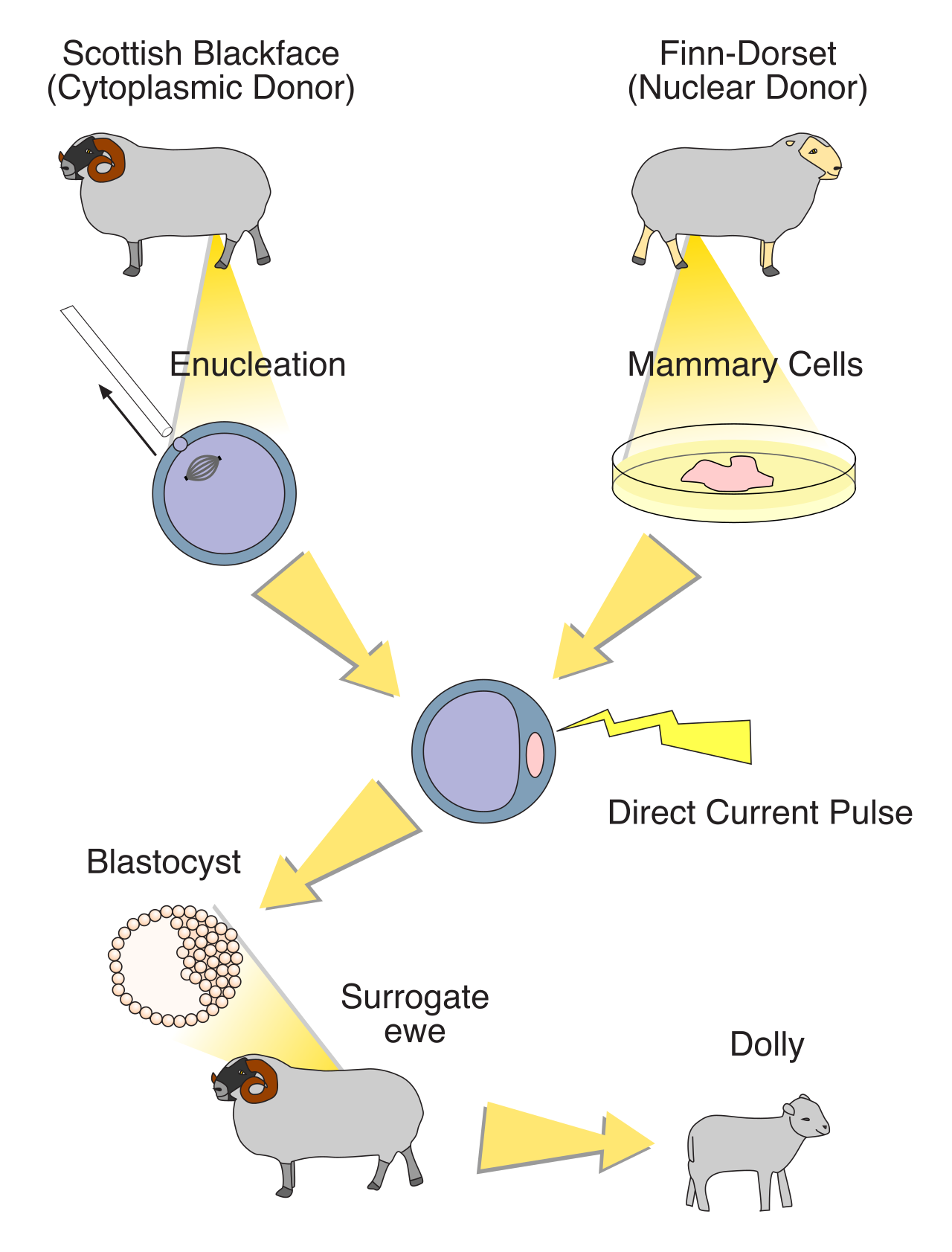 In somatic cell nuclear transfer (SCNT), an adult somatic cell nucleus is inserted into an enucleated egg cell, a technique famously used to clone Dolly the sheep.