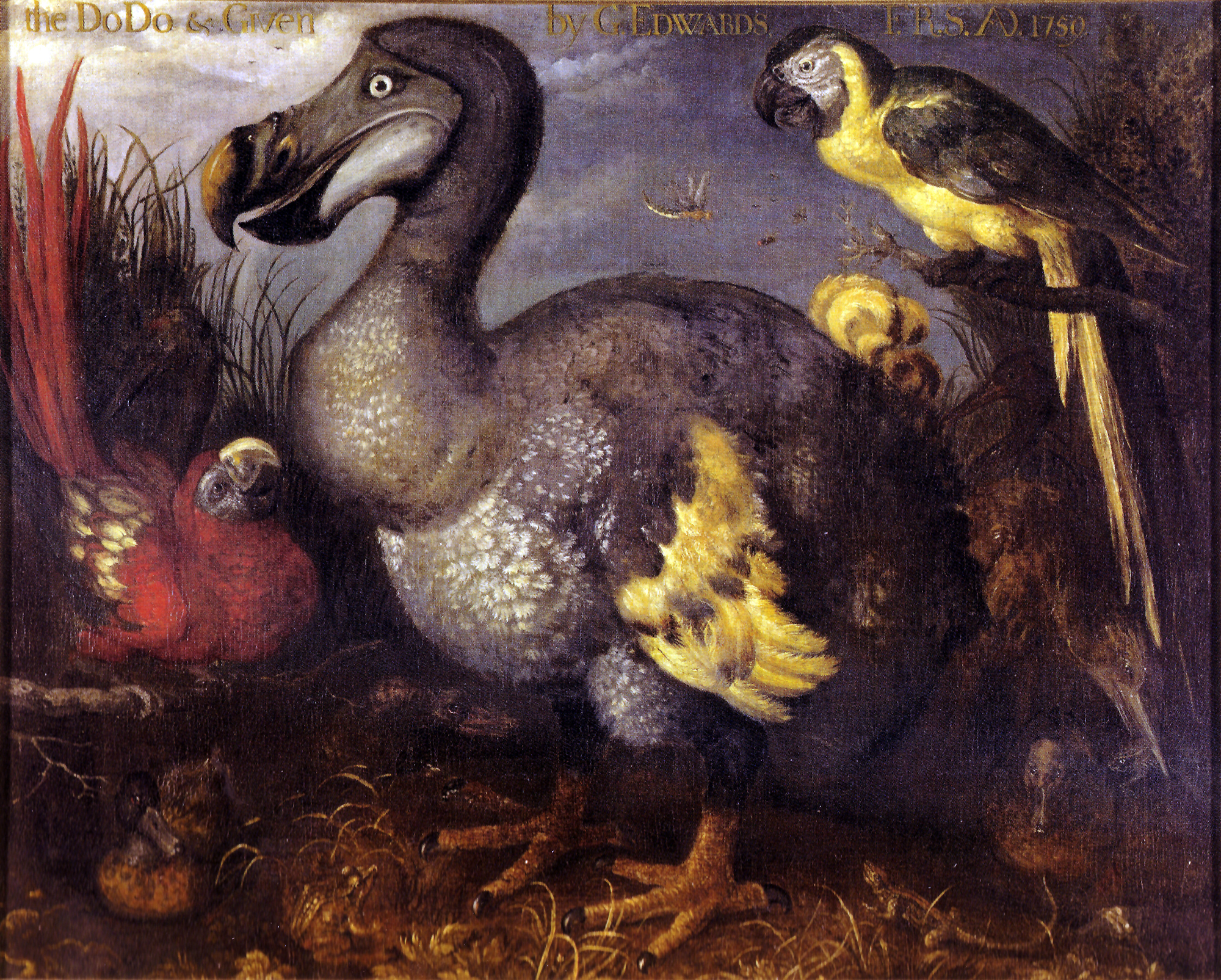The Dodo, a flightless bird formerly native to Mauritius, is a stark example of modern extinction. It lacked the behavioral adaptations required to survive the novel environmental pressures brought by human settlement and invasive predators.