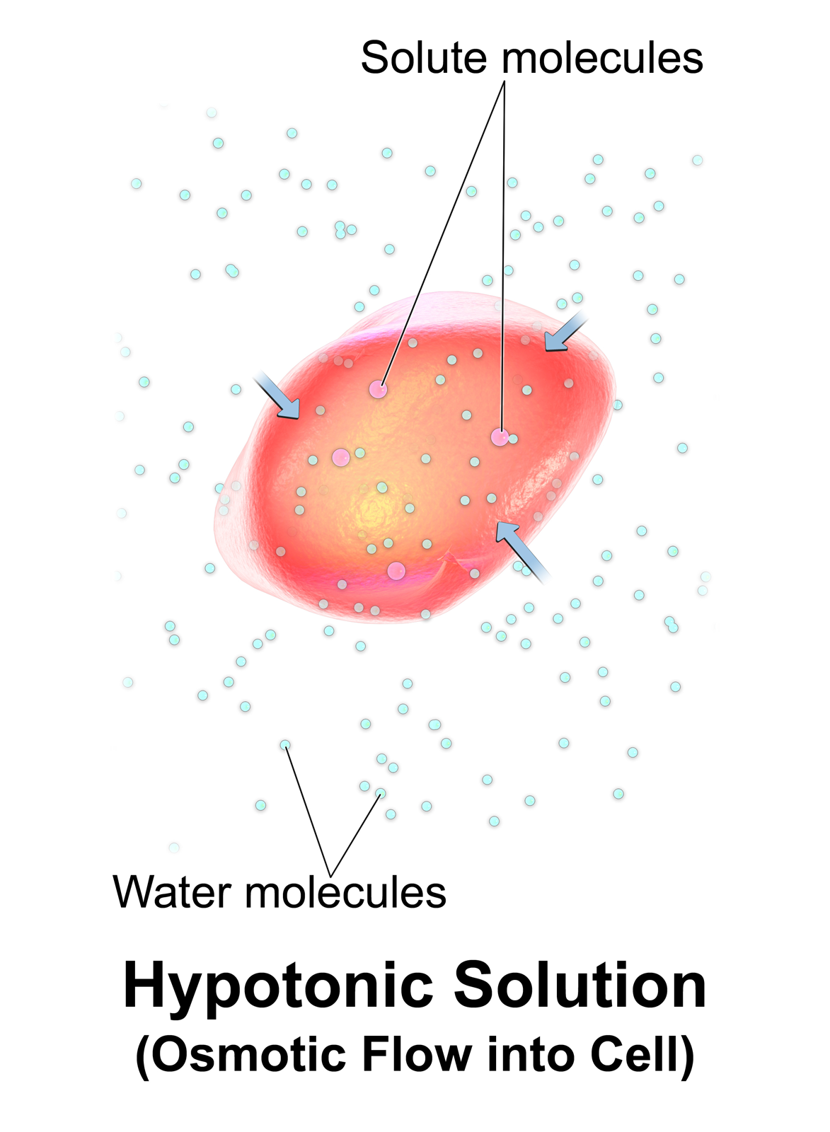 Administering hypotonic IV fluids alongside blood products causes water to rush into the red blood cells via osmosis, leading to fatal cellular swelling and hemolysis.