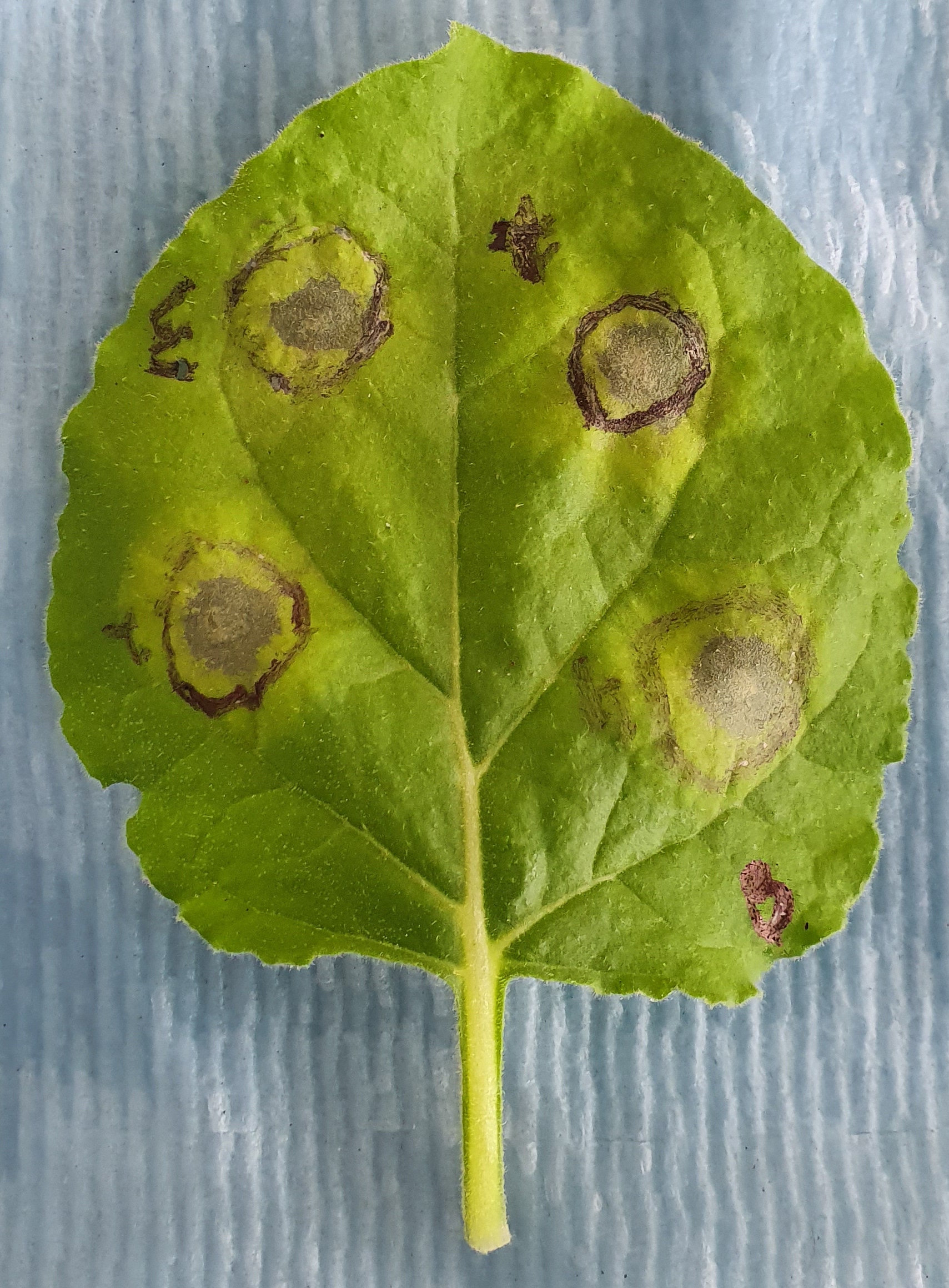 Lesions on a leaf caused by the hypersensitive response. The plant intentionally induces cell death in infected areas to isolate and starve the invading pathogen.