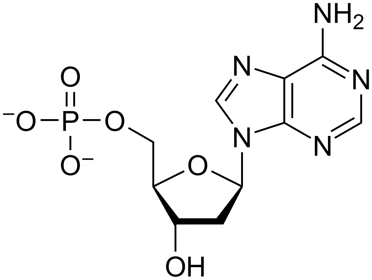 Chemical structure of a single DNA nucleotide, highlighting the central deoxyribose sugar, the nitrogenous base (adenine), and the phosphate group.