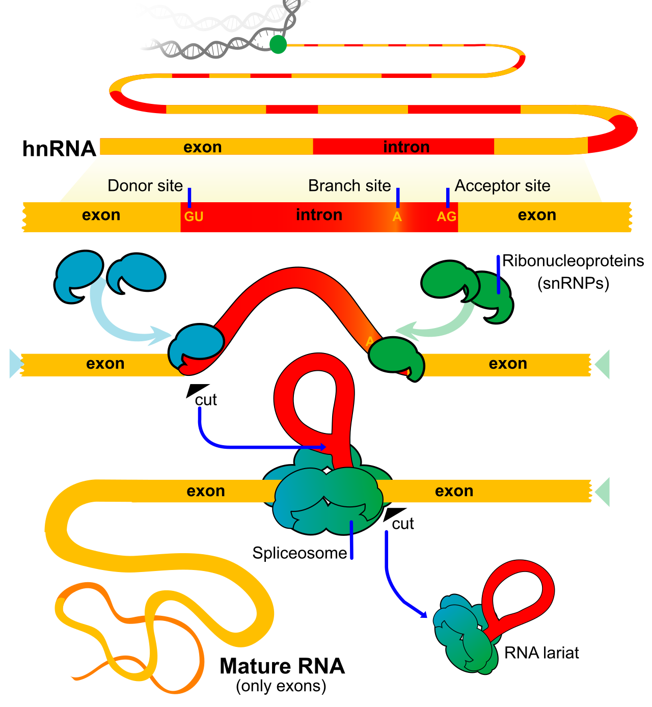 RNA splicing refines the primary transcript by excising non-coding introns and joining the coding exons to form a continuous mature sequence.
