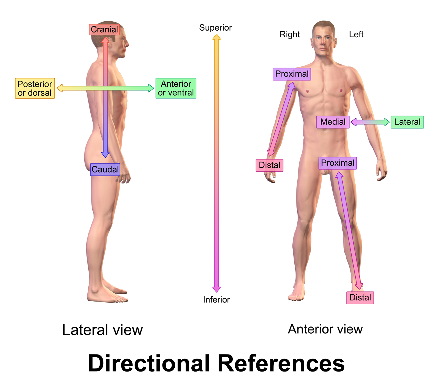 Standard anatomical directional references used in clinical settings to precisely map and describe locations on the human body.
