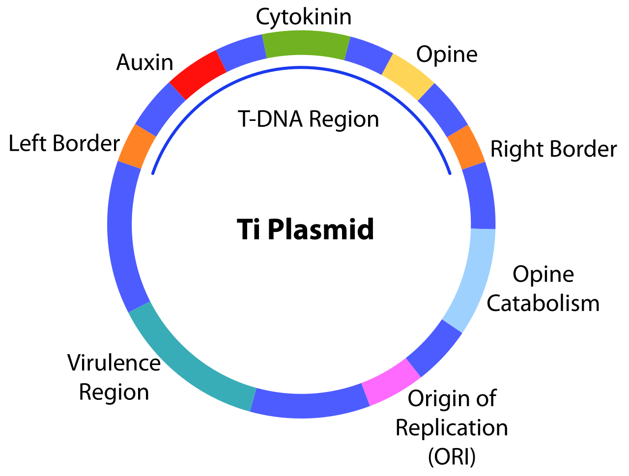The Ti plasmid of Agrobacterium tumefaciens can be engineered to deliver beneficial genetic traits into a plant's genome instead of tumor-causing genes.