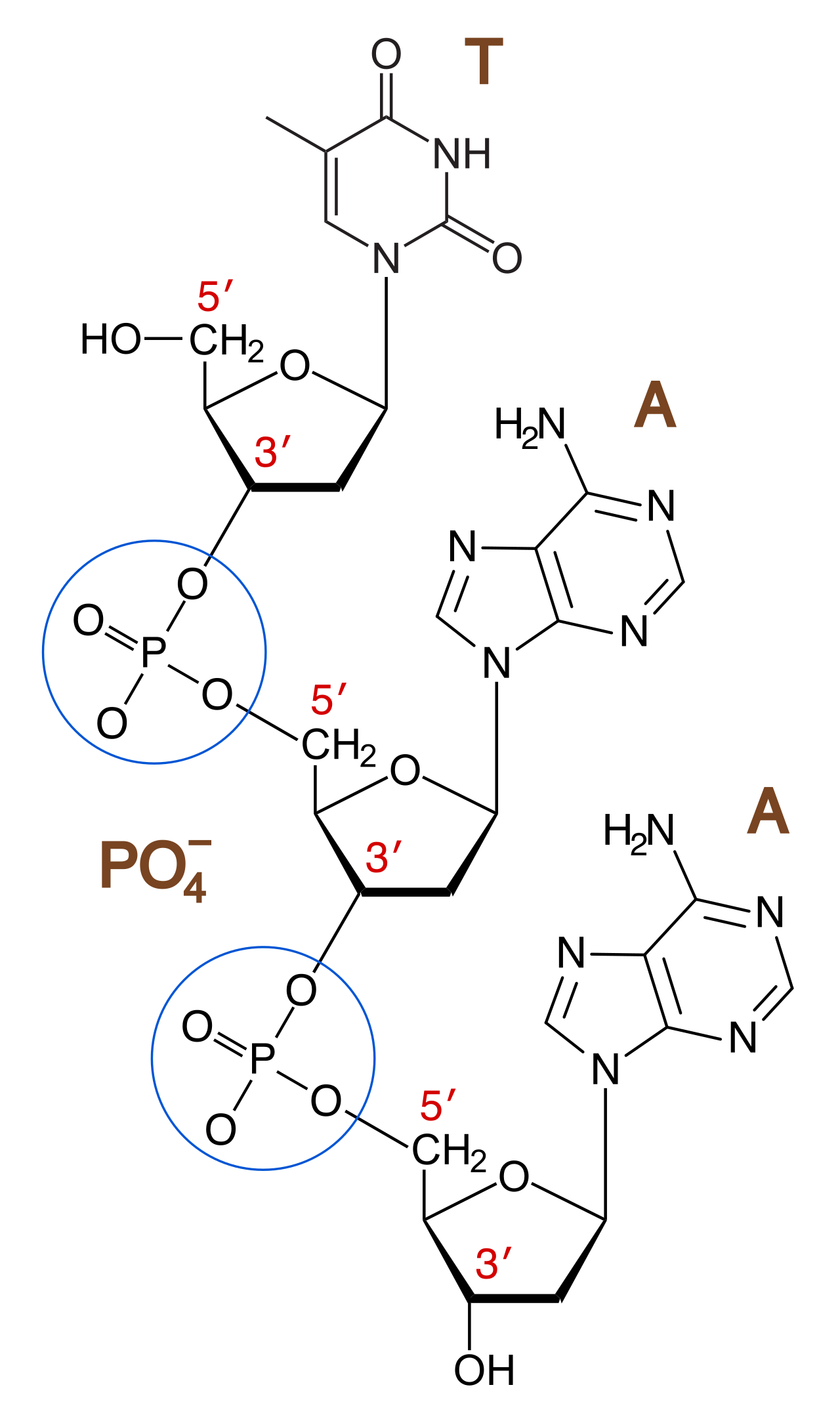Diagram illustrating the phosphodiester bonds that link the 3-prime carbon of one sugar to the 5-prime phosphate of the next, establishing the sugar-phosphate backbone and its chemical polarity.