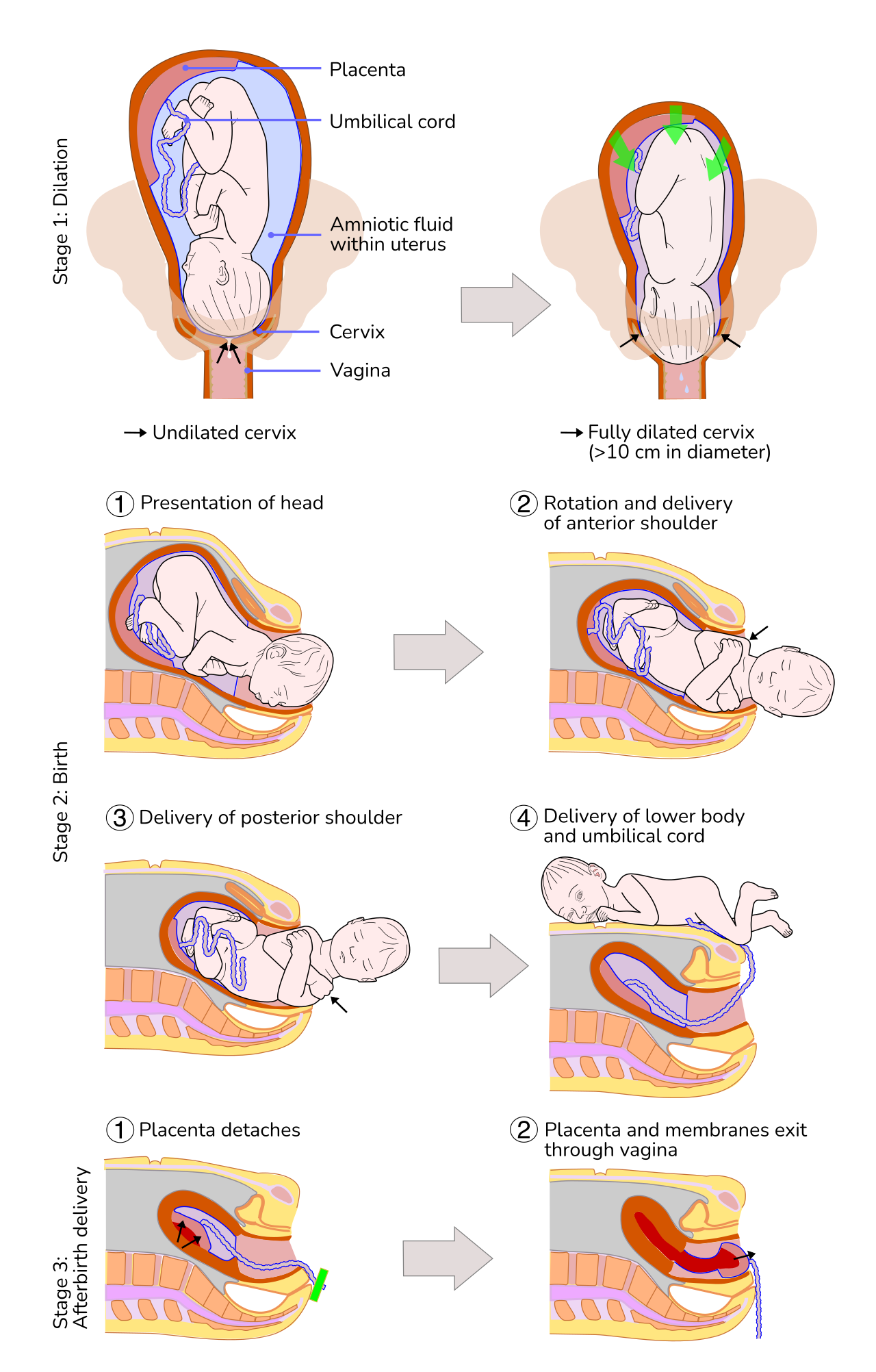 Sequence illustrating the physiological progression of childbirth, from initial cervical dilation to the delivery of the neonate and placenta.