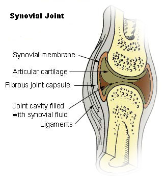 A typical freely movable synovial joint (diarthrosis), highlighting the articular cartilage, the joint cavity filled with lubricating synovial fluid, and the stabilizing ligaments.