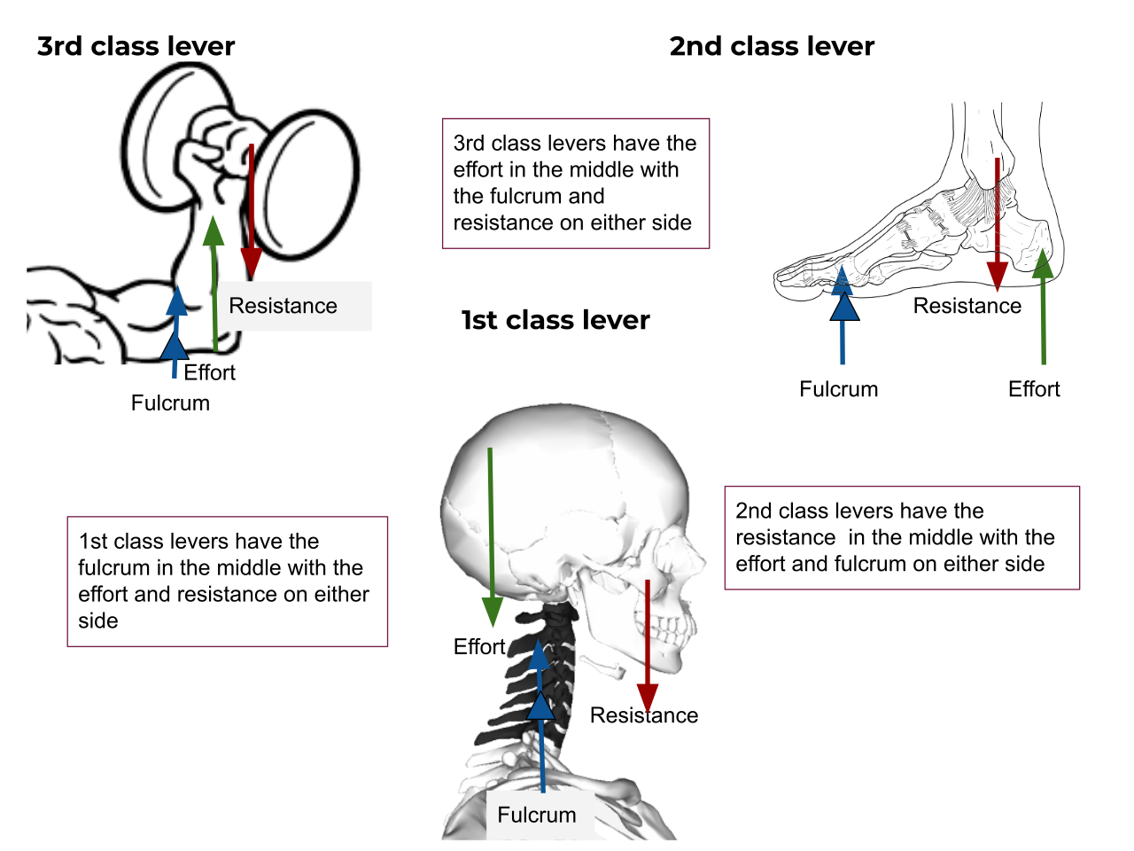 The human musculoskeletal system functions as a complex series of biological levers, pulleys, and fulcrums.