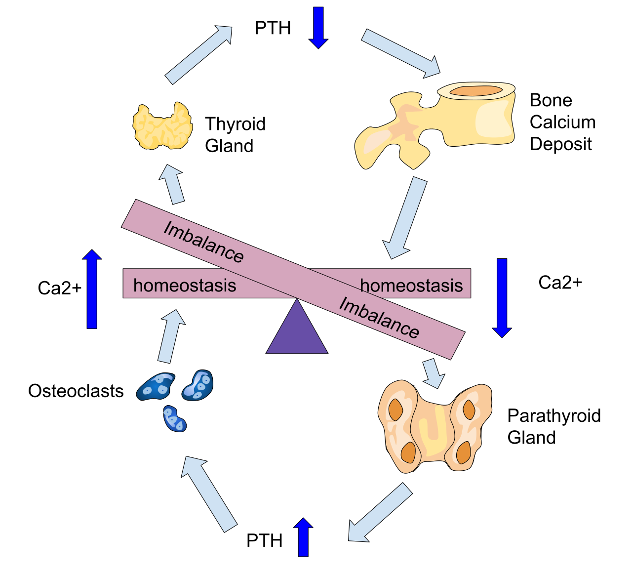 Calcium homeostasis is tightly controlled by the parathyroid gland and thyroid, which release antagonistic hormones (PTH and calcitonin) to regulate calcium levels in the blood and bones.