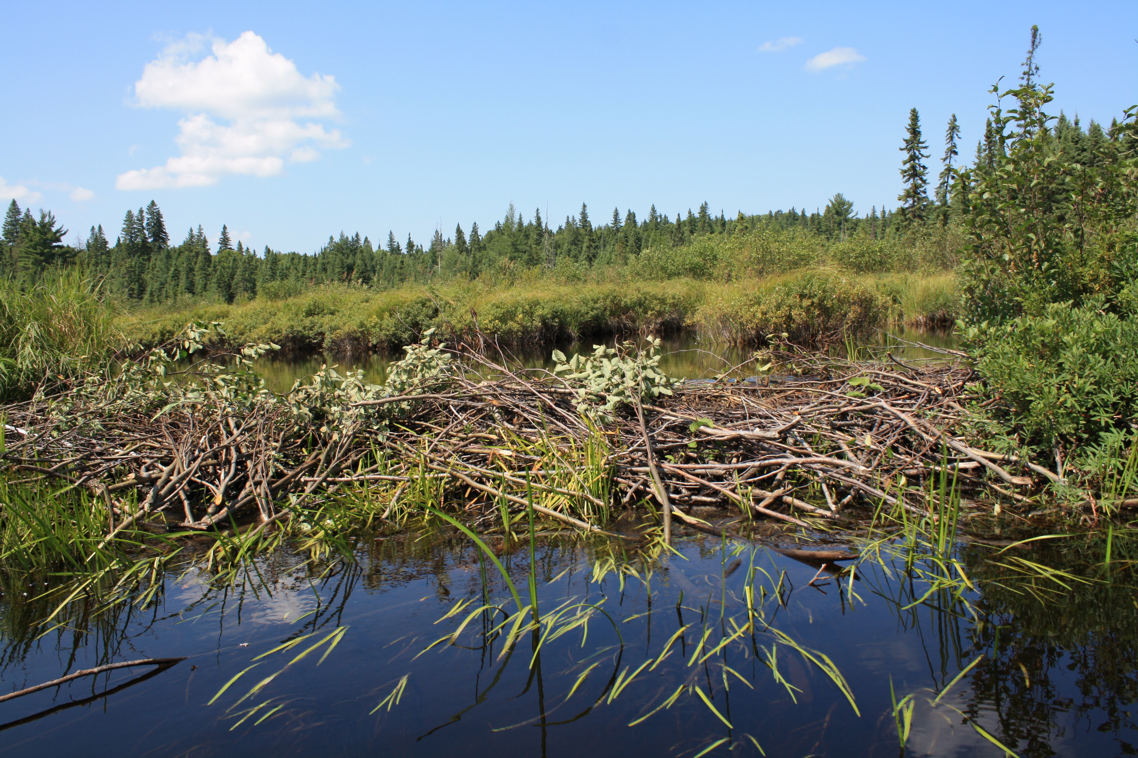 A beaver dam fundamentally alters the flow of a natural waterway to create a deep pond, perfectly demonstrating how organisms engineer their physical environments.