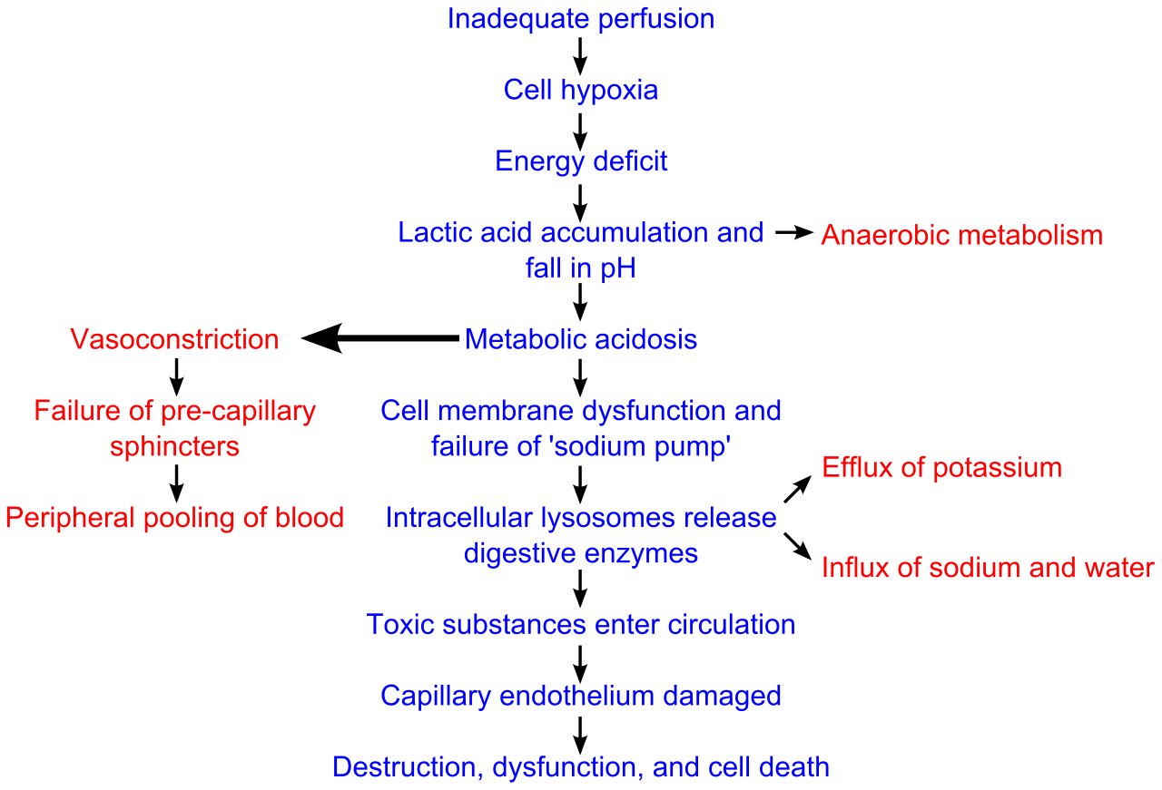 The cascade of cellular injury resulting from widespread inadequate tissue perfusion and hypoxia during clinical shock.
