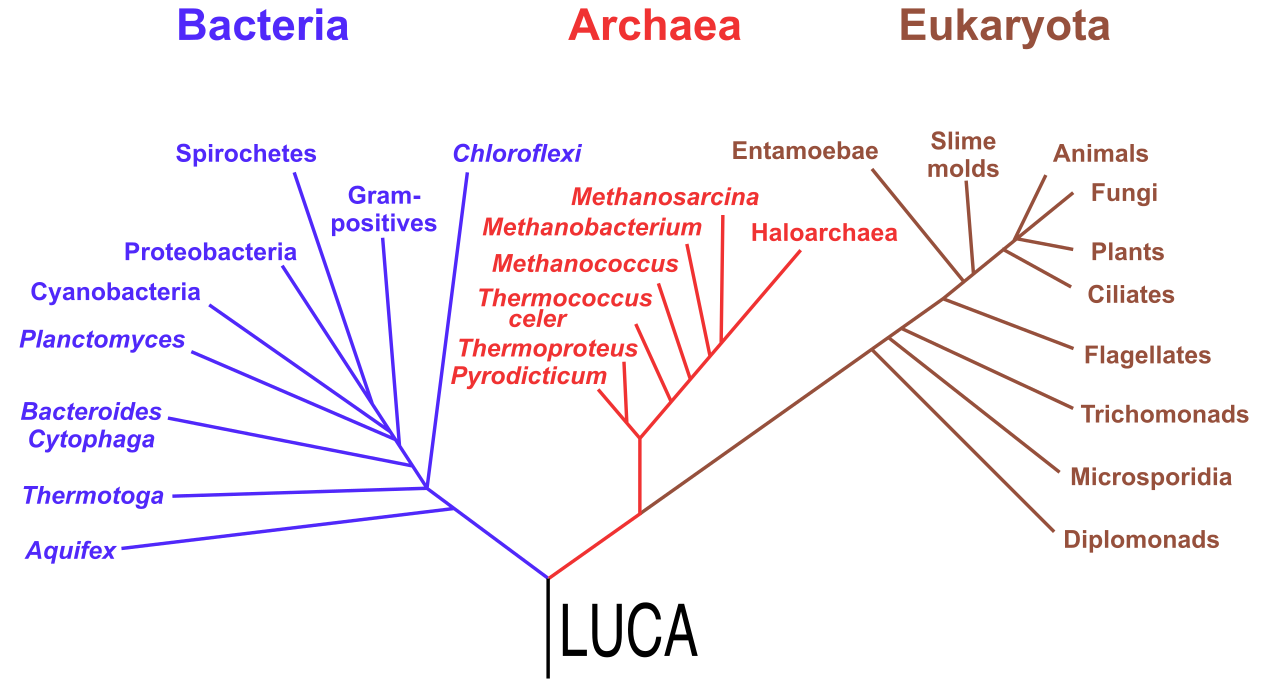 A phylogenetic tree illustrating the three-domain system: Bacteria, Archaea, and Eukarya, diverging from a last universal common ancestor.