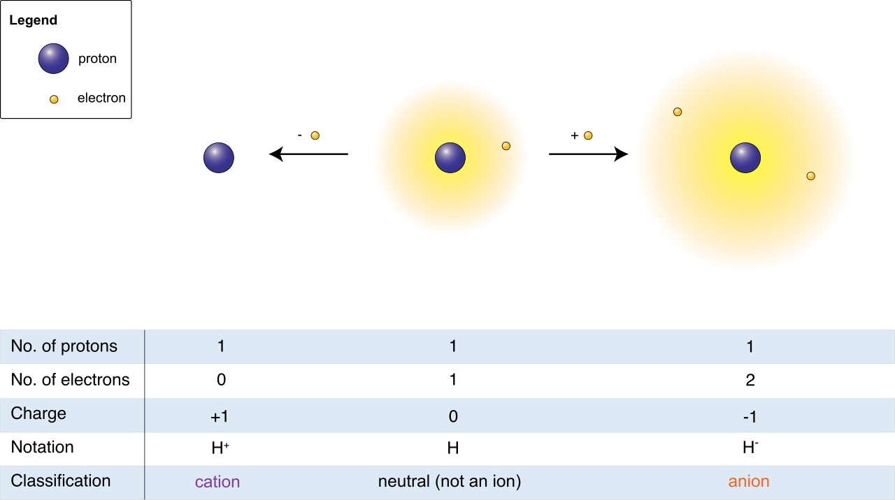 When a neutral atom (center) loses an electron, it becomes a positively charged cation (left). Gaining an electron forms a negatively charged anion (right).