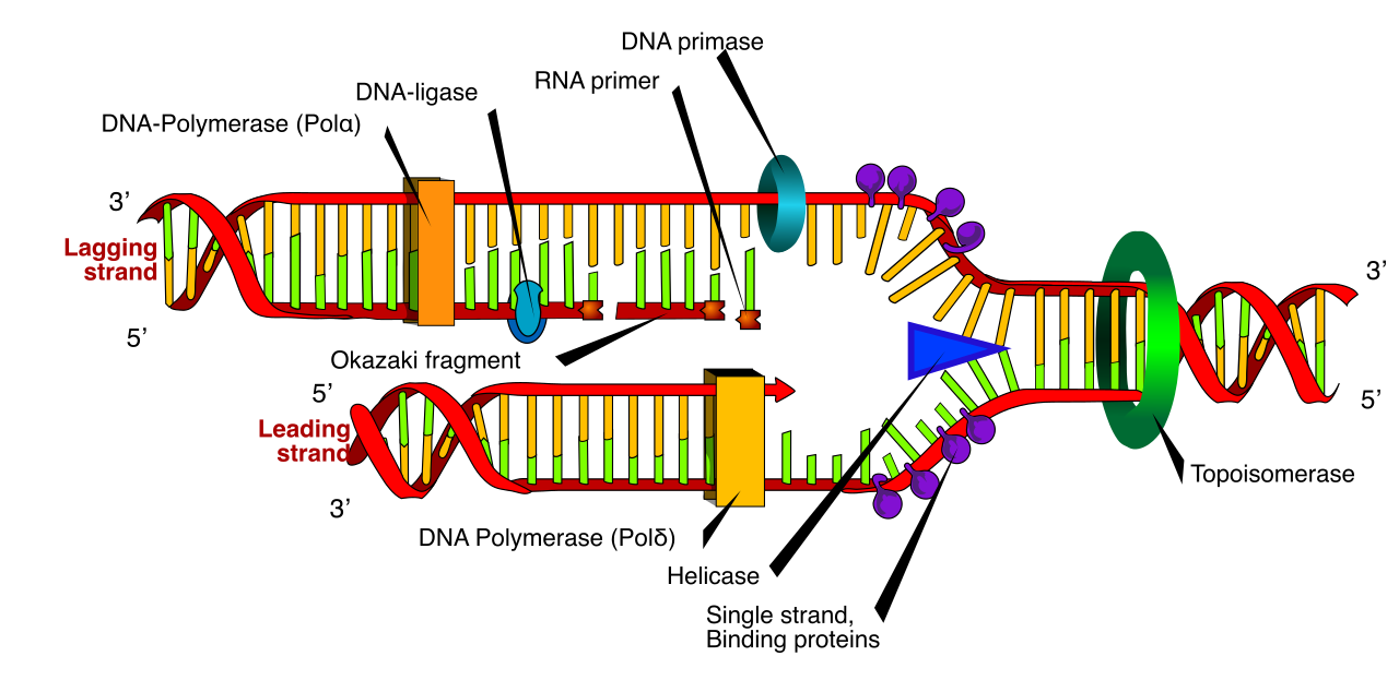 The DNA replication fork in action, highlighting the roles of helicase, topoisomerase, and DNA polymerase on the continuous leading strand and discontinuous lagging strand.