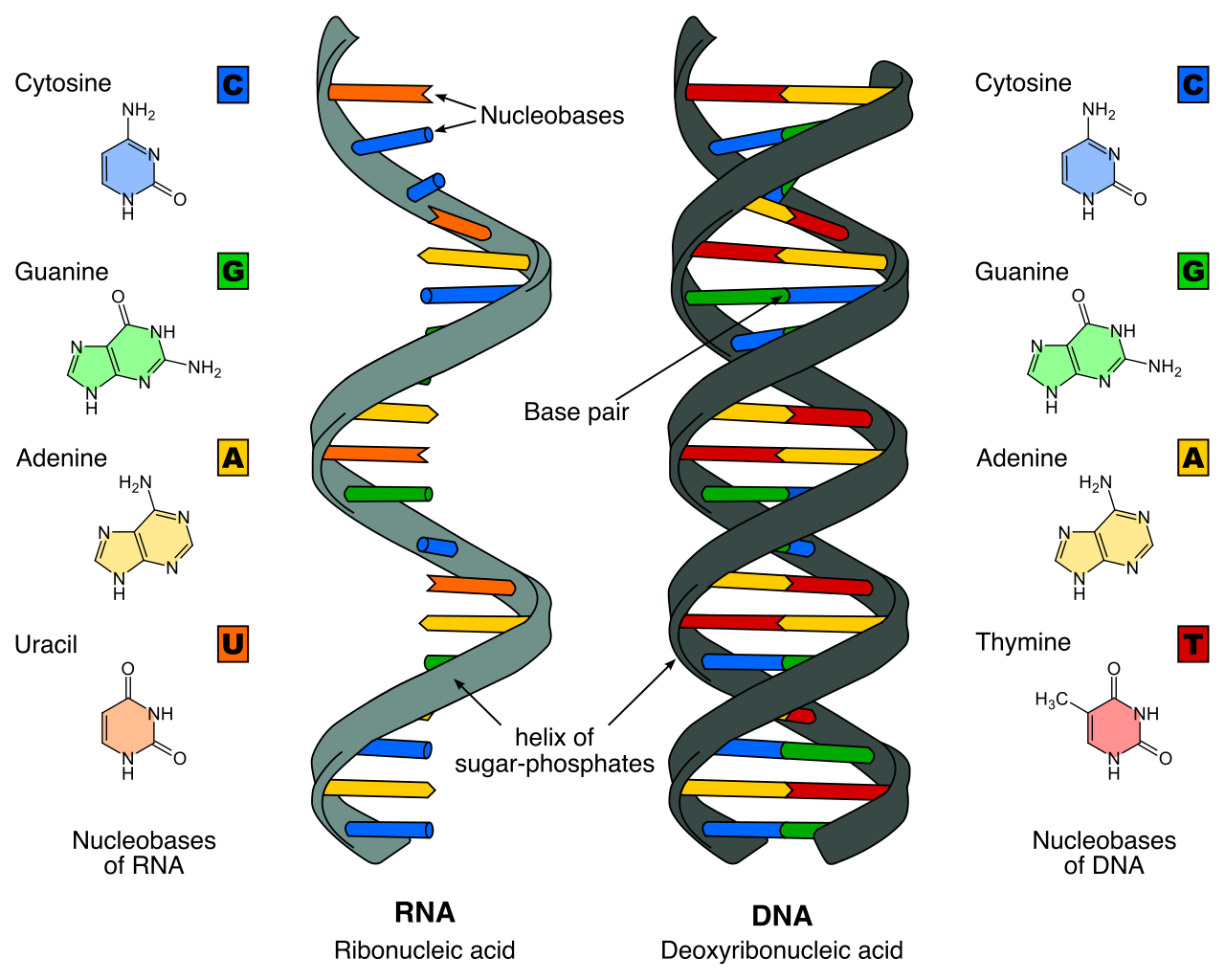 A structural comparison between RNA (single-stranded) and DNA (double-stranded). Note the differing nitrogenous bases, with RNA utilizing uracil (U) in place of DNA's thymine (T).