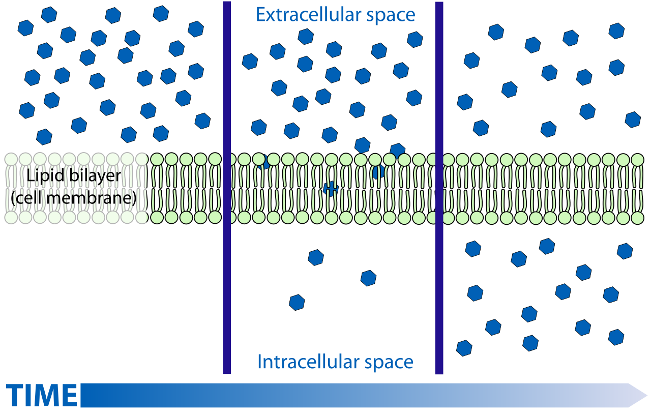 During simple diffusion, particles naturally move down their concentration gradient directly through the cell membrane without the expenditure of cellular energy.