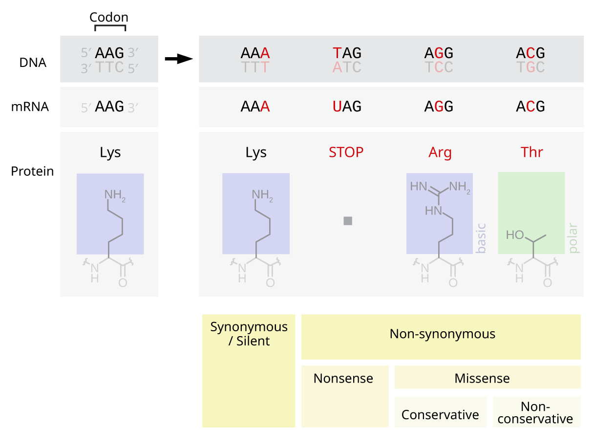 Point substitution mutations involve a single nucleotide change and are categorized by their ultimate effect on the translated protein sequence: silent, missense, or nonsense.