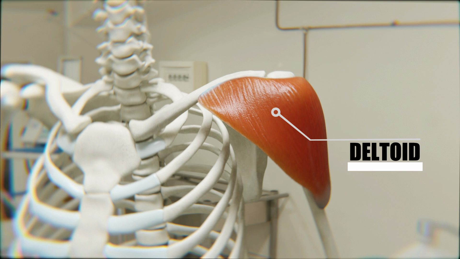 The deltoid muscle in the shoulder is a common site for small-volume intramuscular injections, safely accommodating up to one milliliter of fluid.
