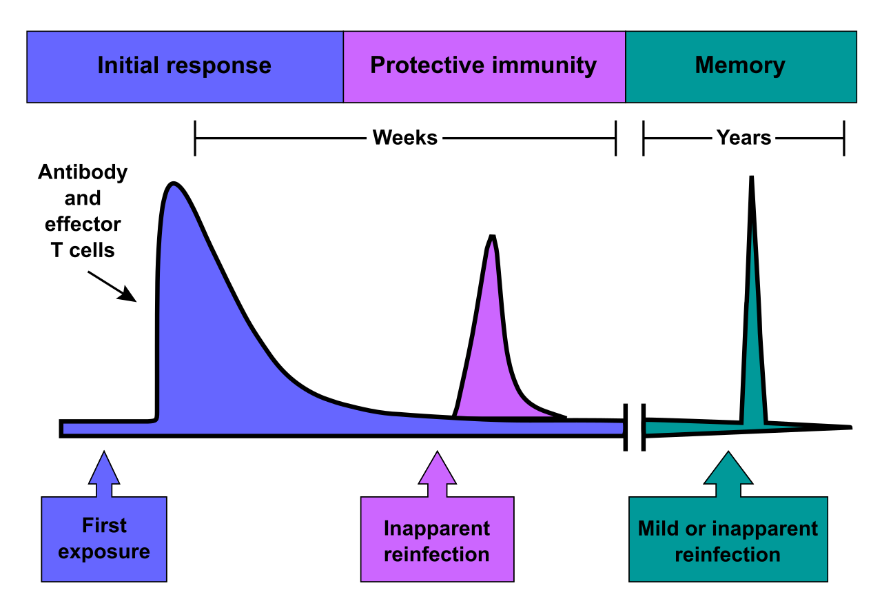 The time-course of the adaptive immune response, demonstrating the rapid and robust secondary response generated by immunological memory upon re-exposure.