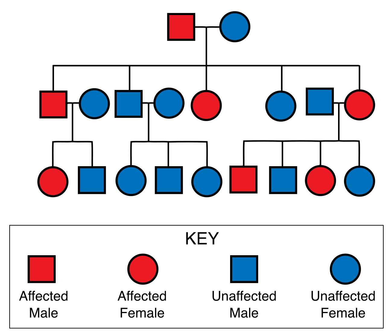 An autosomal dominant pedigree chart for Huntington's disease, illustrating how a dominant lethal allele can persist in a population if its lethal effects strike post-reproduction.